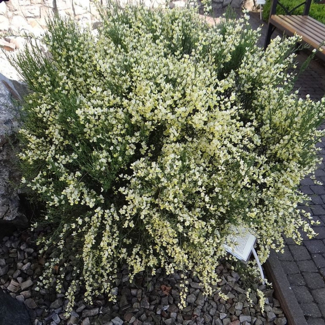 Cytisus praecox 'Albus'