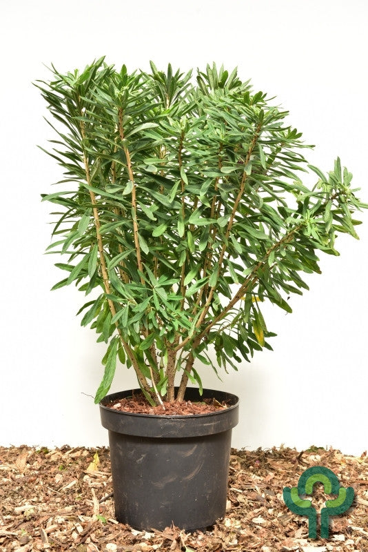 Daphne mezereum 'Rubra'