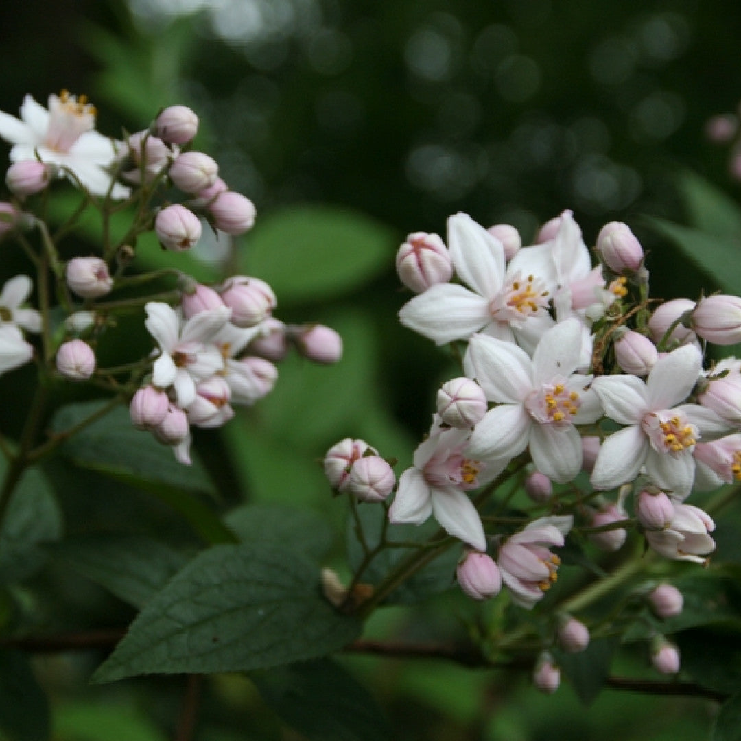 Deutzia purpurascens 'Kalmiiflora'