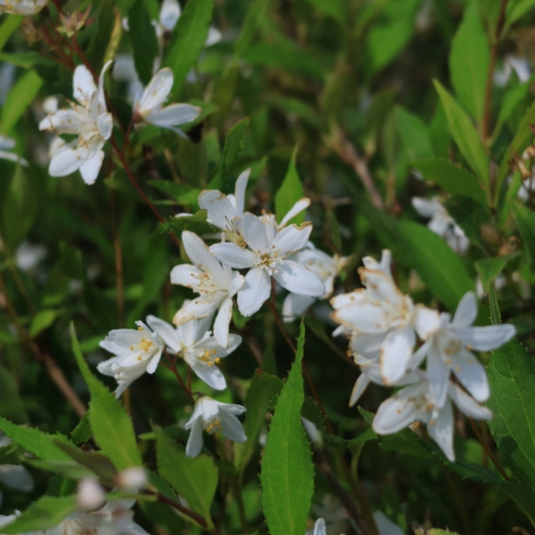 Deutzia Yuki Snowflake