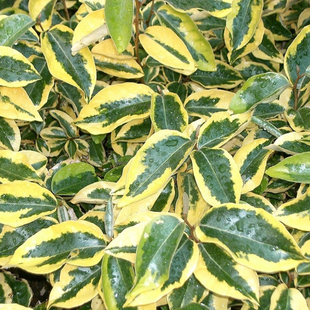 Elaeagnus ebbingei 'Gilt Edge'