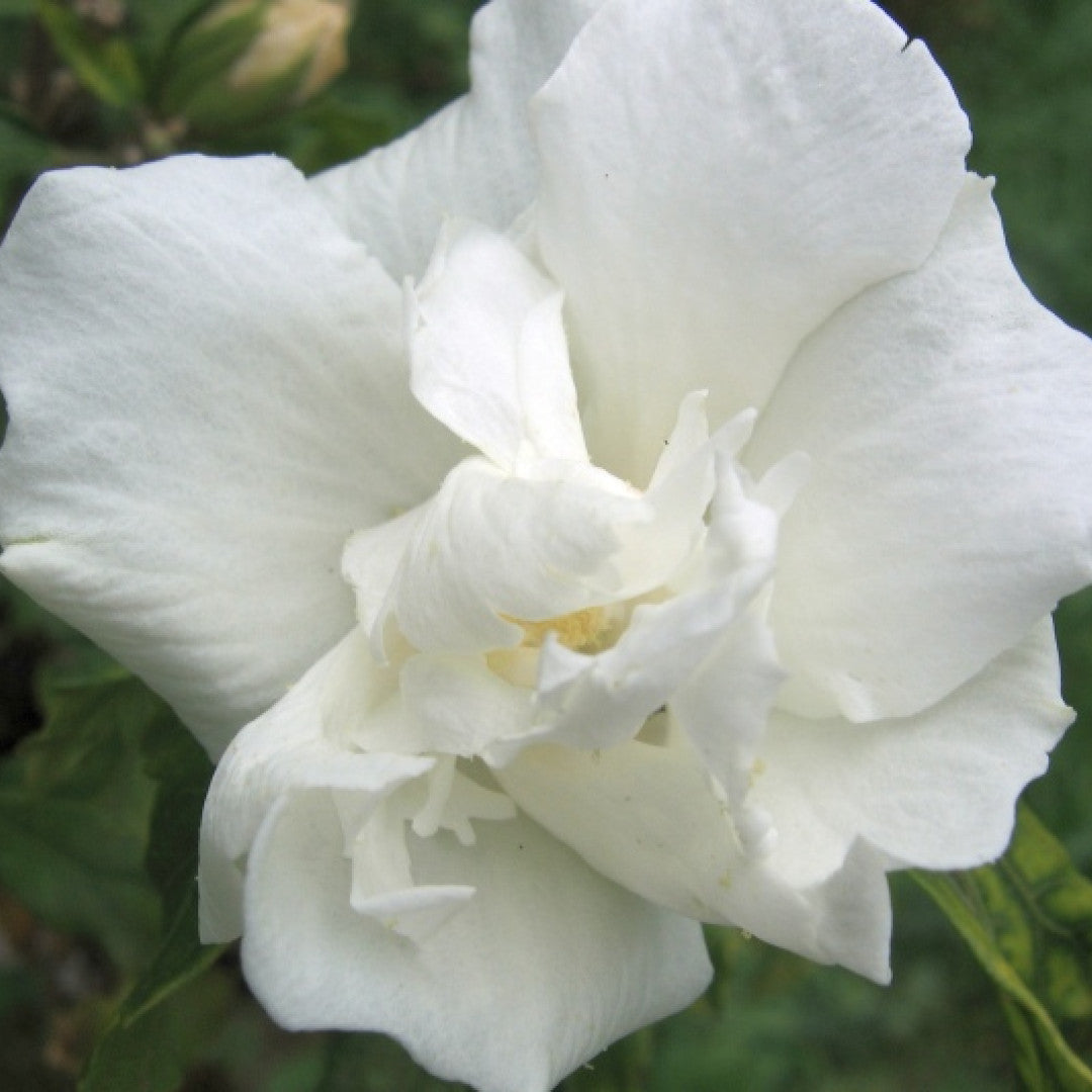 Hibiscus syriacus 'Admiral Dewey'
