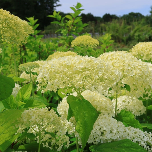 Hydrangea arborescens 'Annabelle'