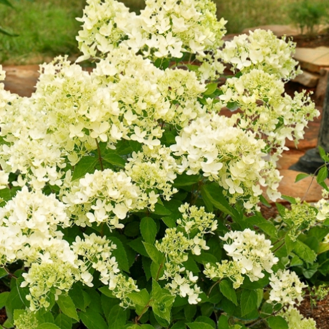 Hydrangea paniculata 'Bombshell' ®