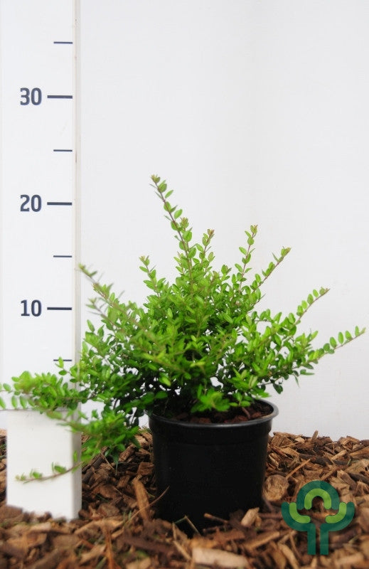 Lonicera nitida 'Elegant'