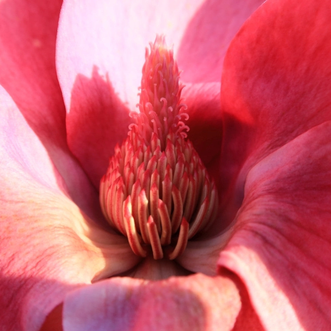 Magnolia 'Black Tulip' ®