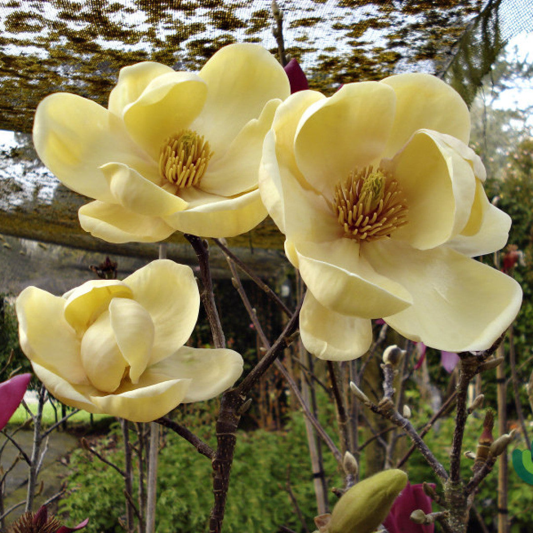 Magnolia 'Honey Tulip'