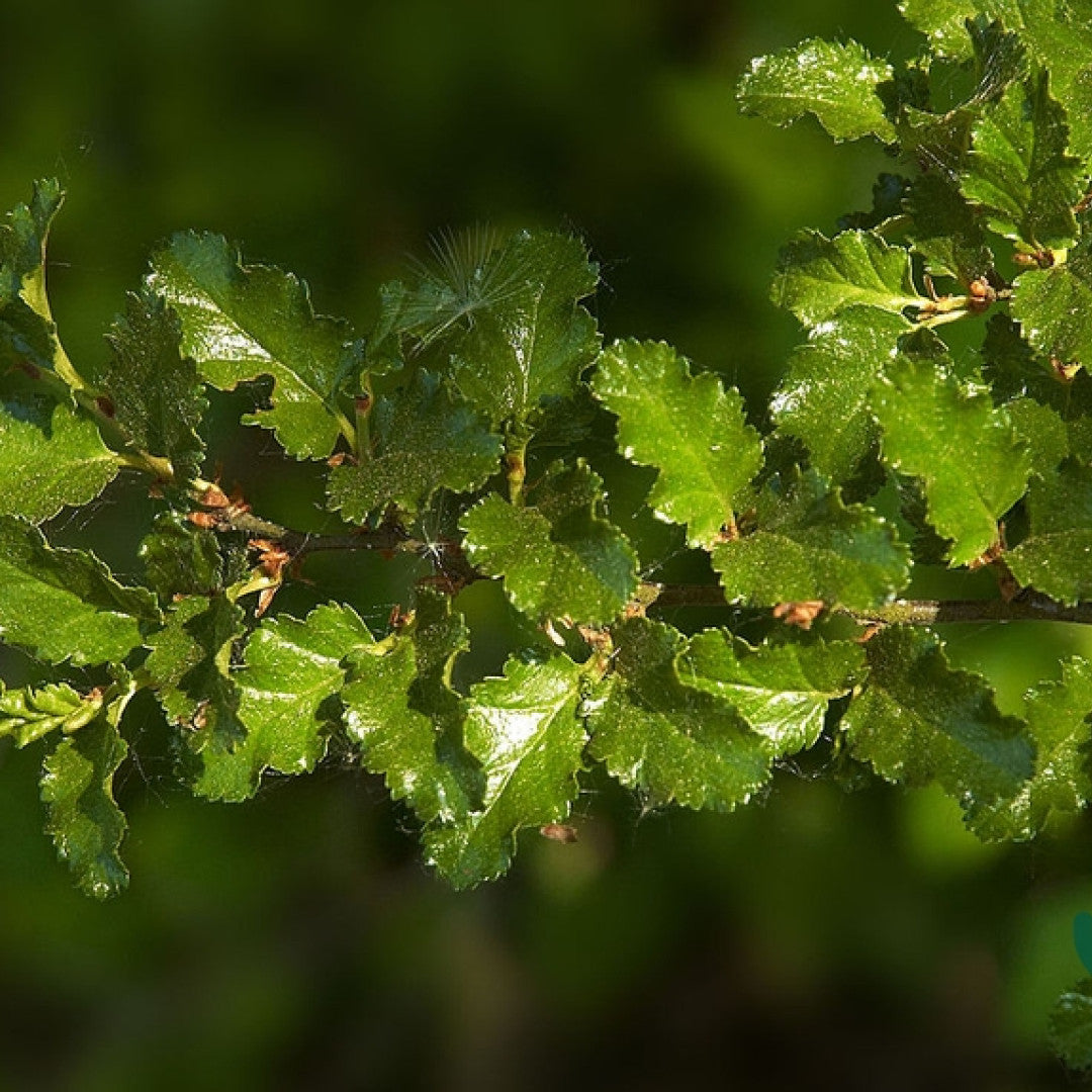Nothofagus antarctica