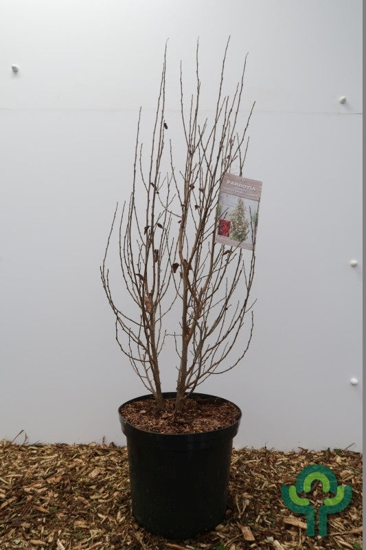 Parrotia persica 'Persian Spire'