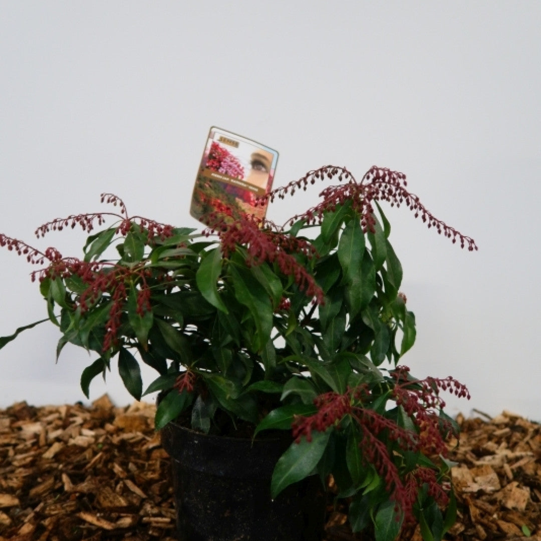 Pieris japonica 'Katsura'