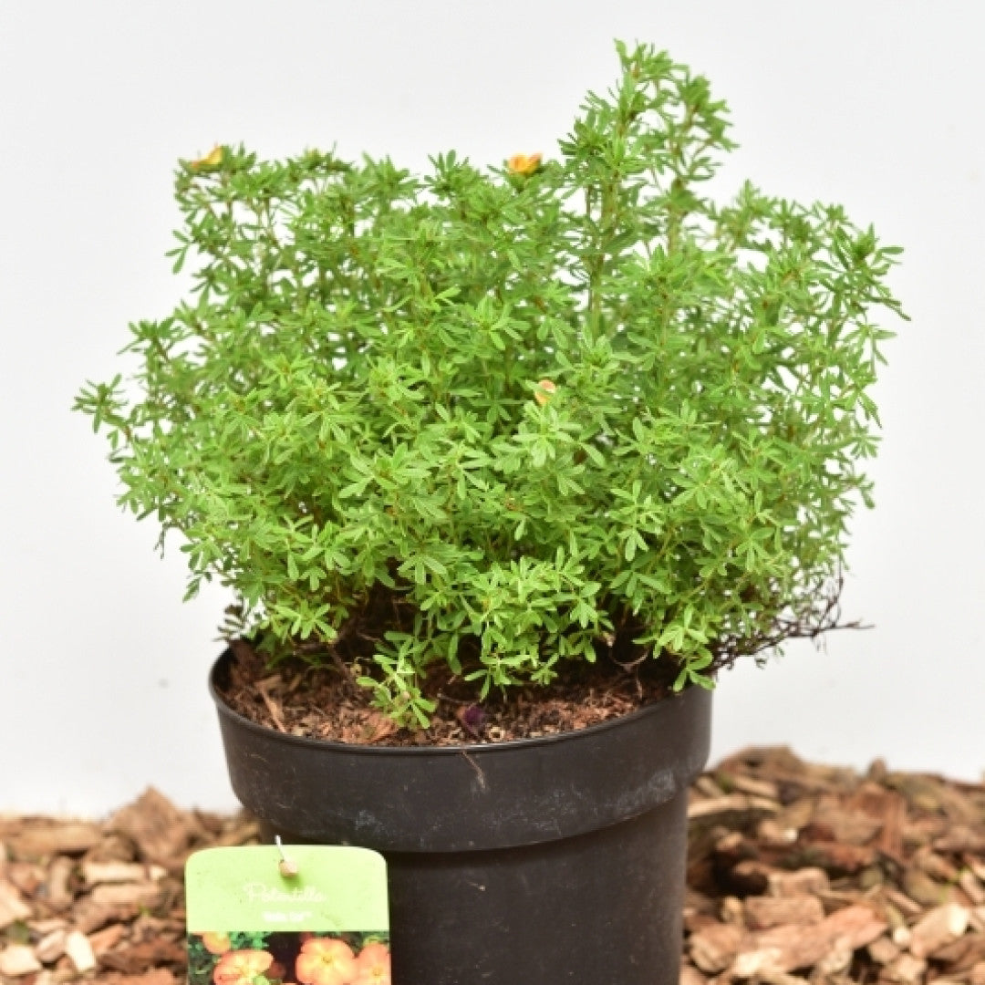 Potentilla fruticosa Bella Sol