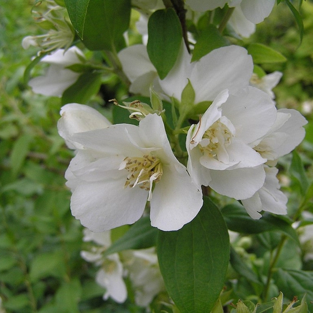 Philadelphus 'Manteau d´Hermine'