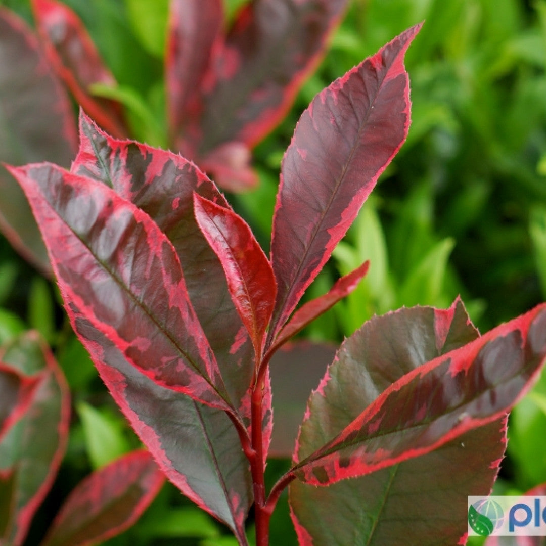 Photinia fraseri Louise