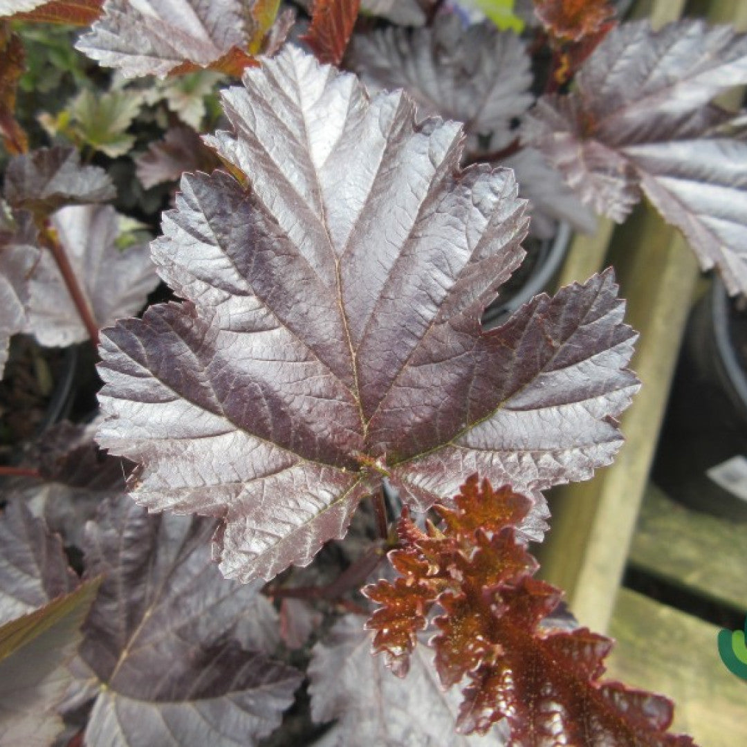 Physocarpus opulifolius Midnight
