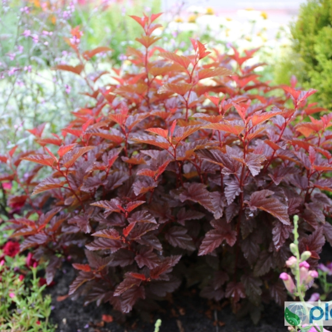 Physocarpus opulifolius 'Little Angel' ®