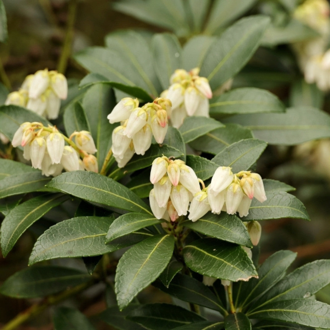 Pieris japonica 'Debutante'