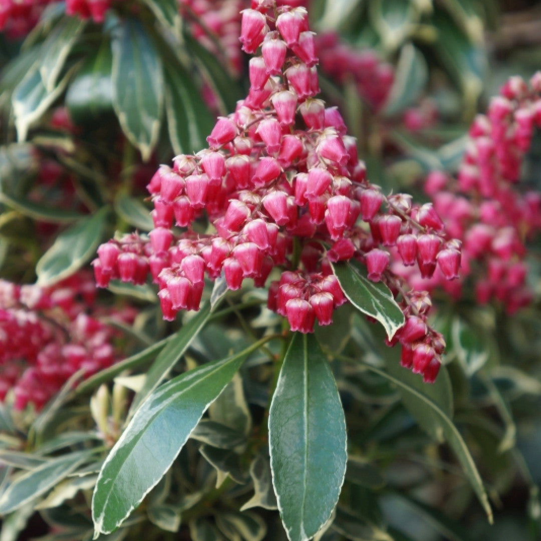 Pieris japonica 'Ralto'