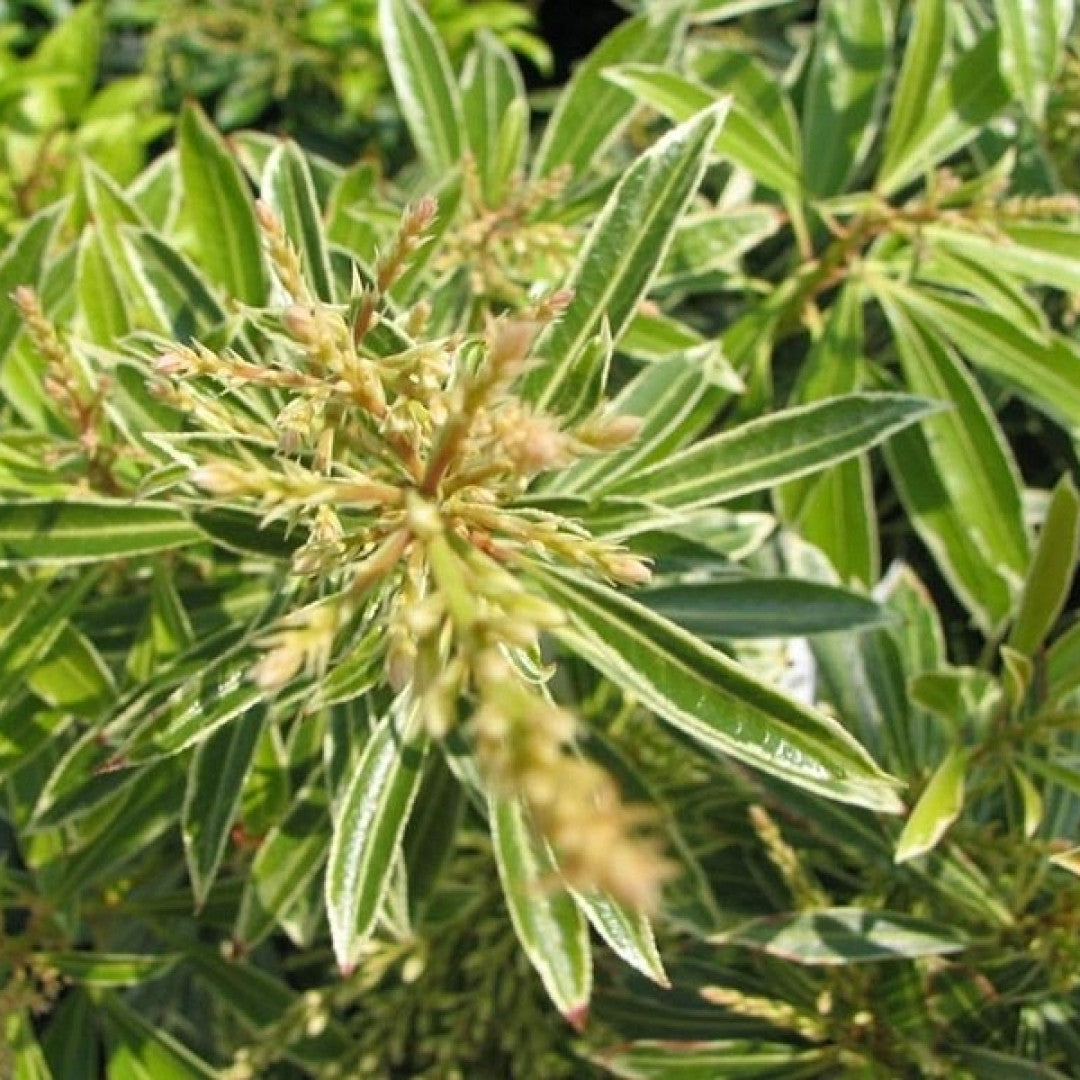 Pieris 'Flaming Silver'