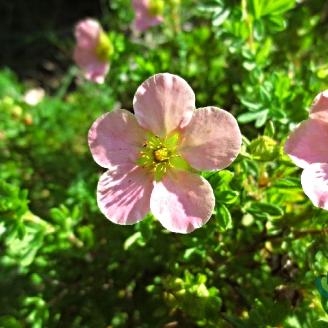 Potentilla fruticosa 'Pink Queen'