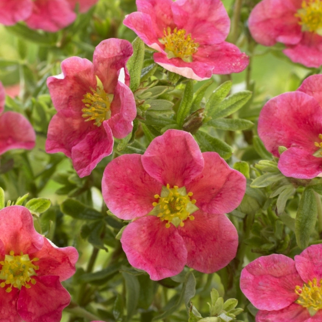 Potentilla fruticosa Danny Boy
