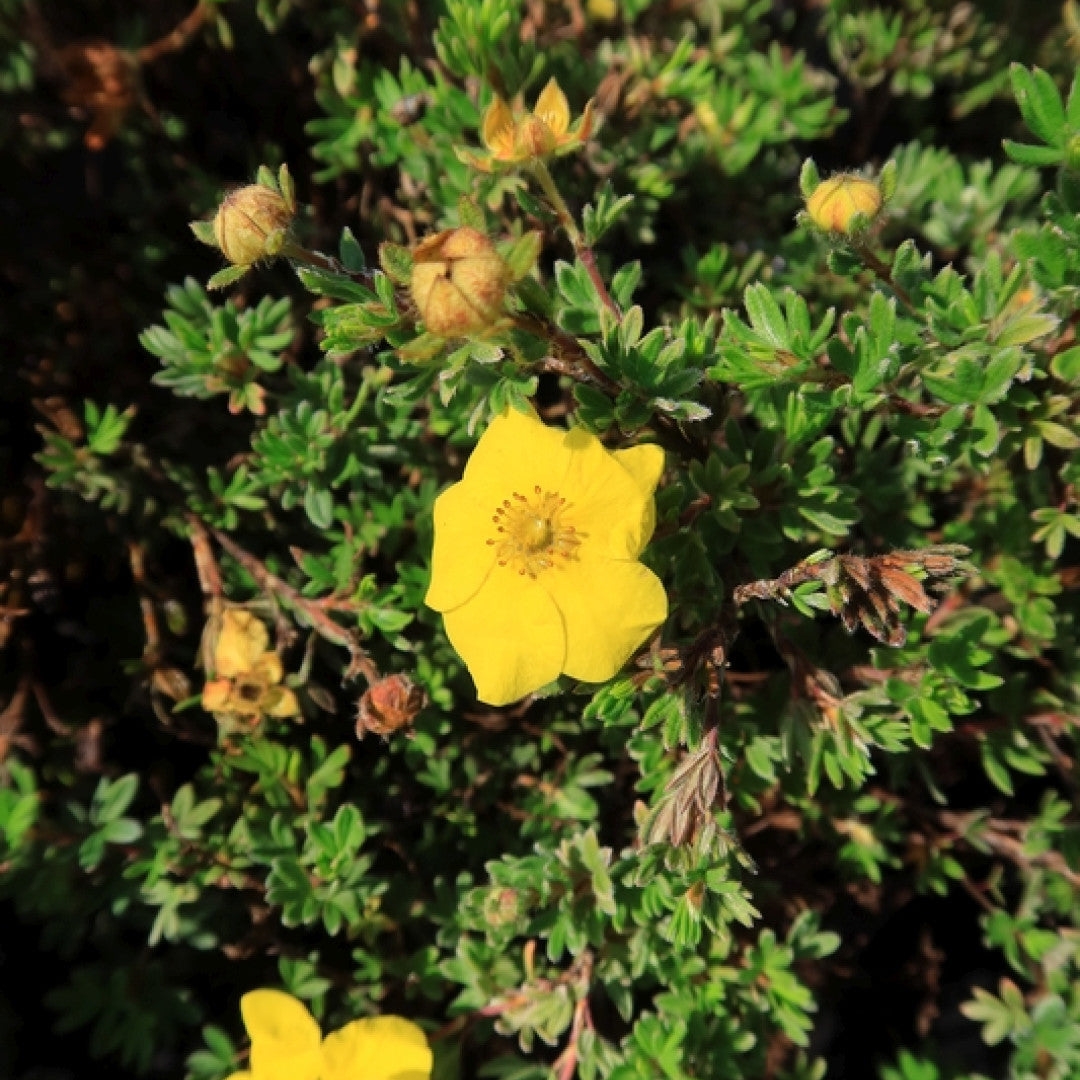 Potentilla fruticosa 'Kobold'