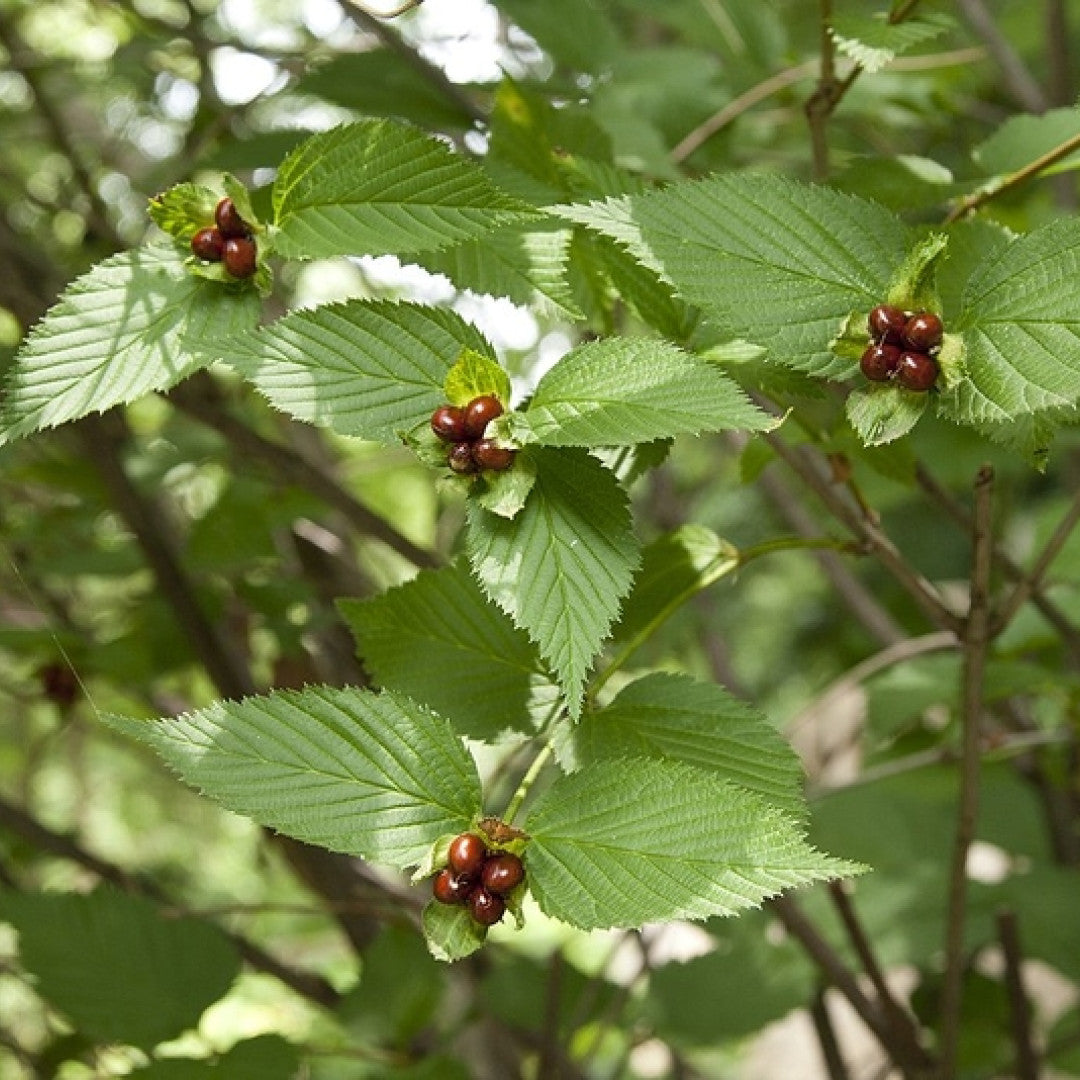 Rhodotypos scandens