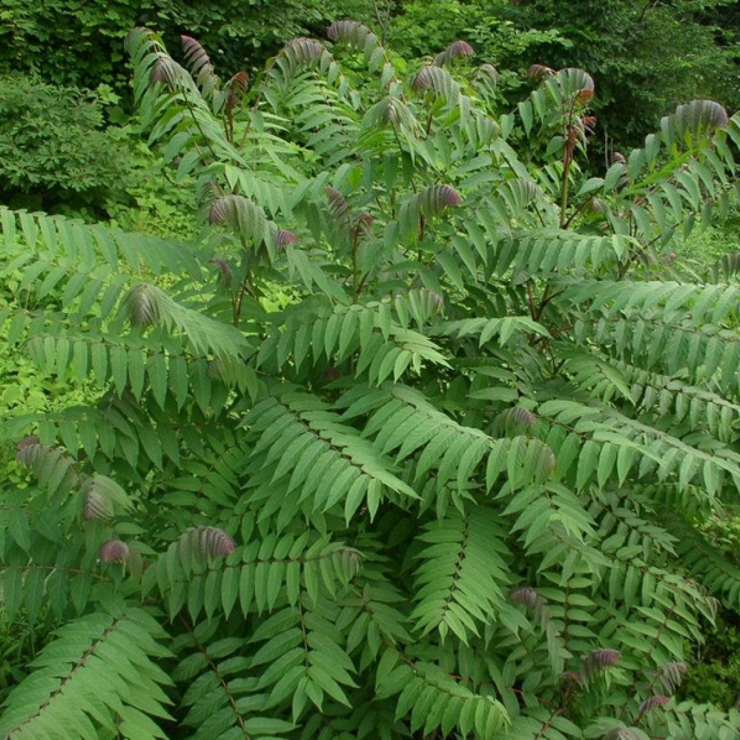 Rhus glabra