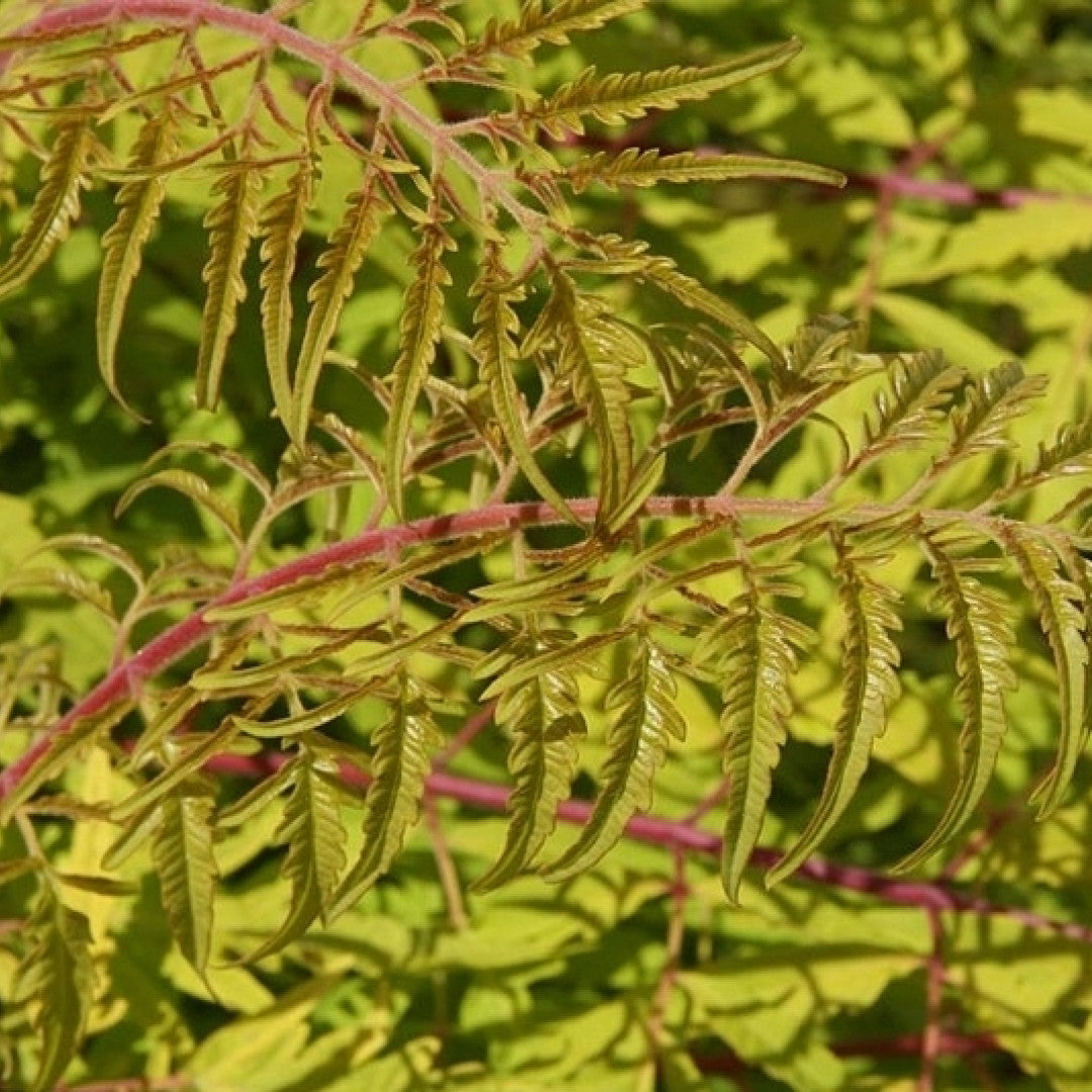 Rhus typhina 'Tiger Eyes'