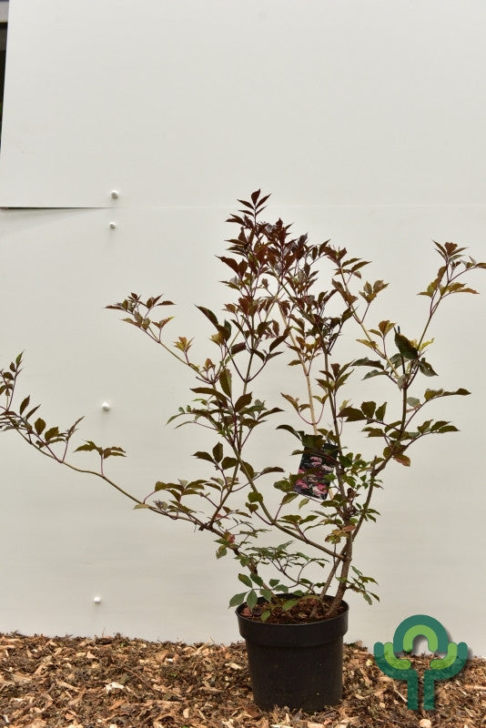 Sambucus nigra 'Thundercloud'