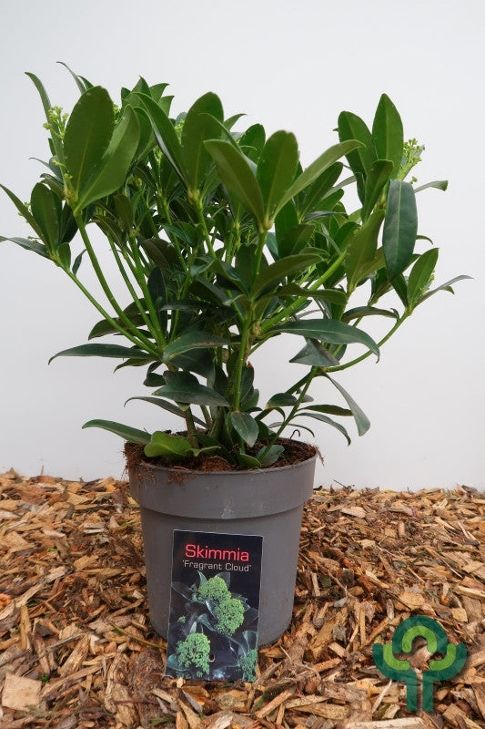 Skimmia japonica 'Fragrant Cloud'
