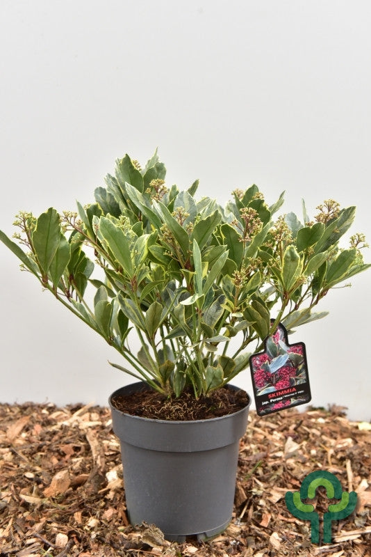 Skimmia japonica 'Perosa'