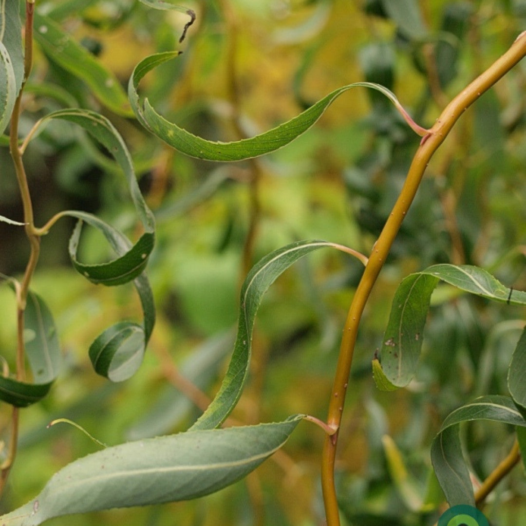 Salix erythroflexuosa