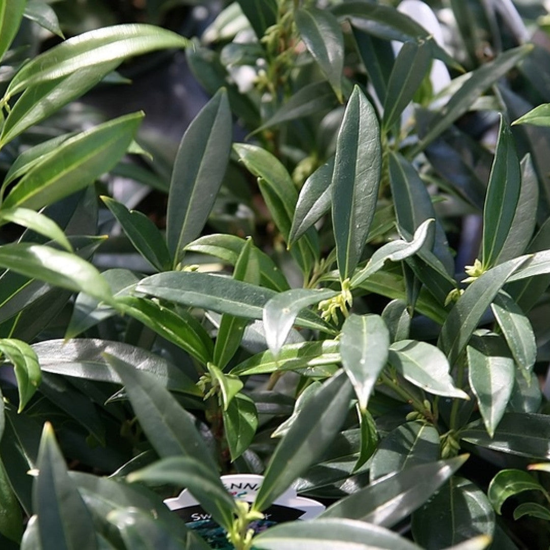 Sarcococca hookeriana humilis