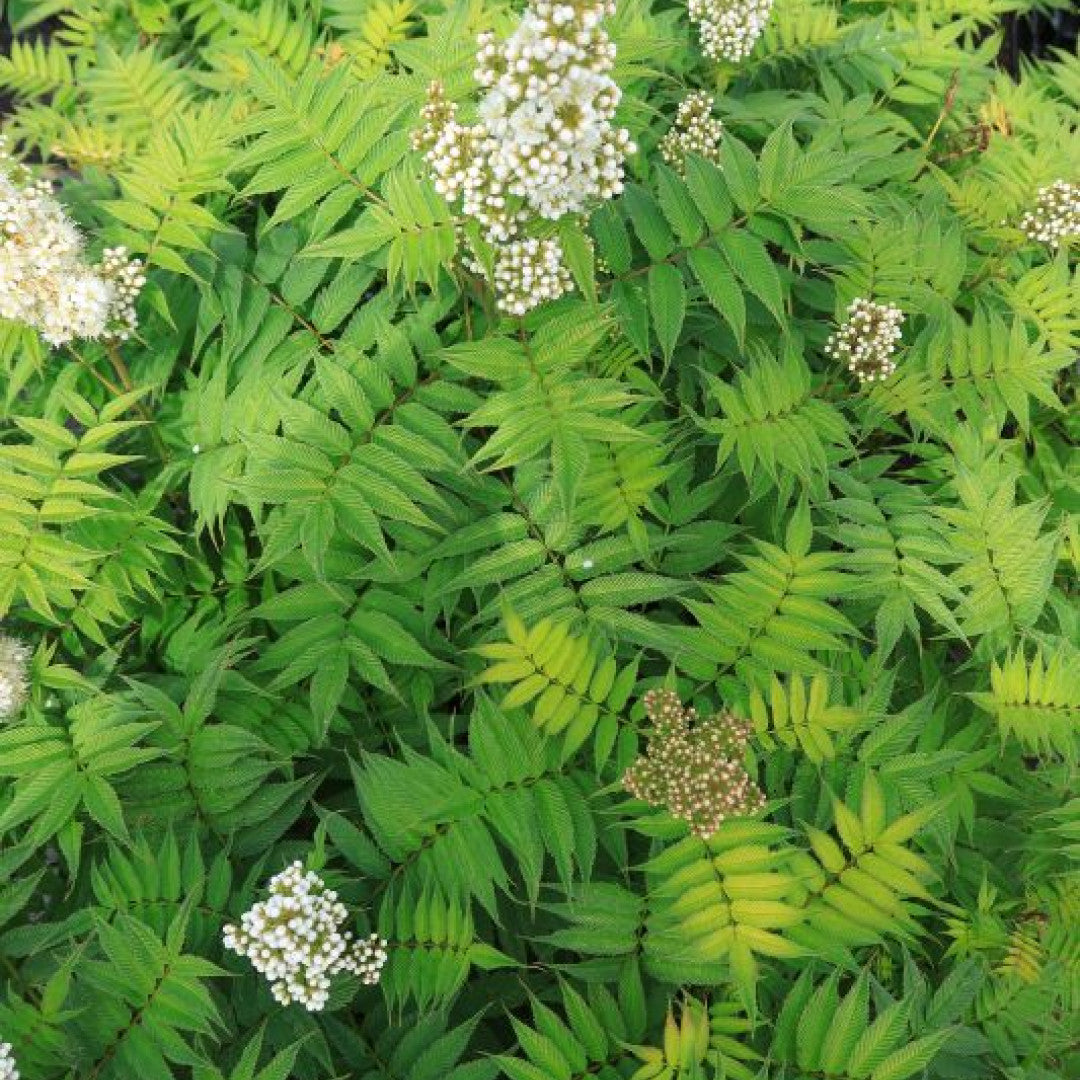 Sorbaria sorbifolia 'Sem'