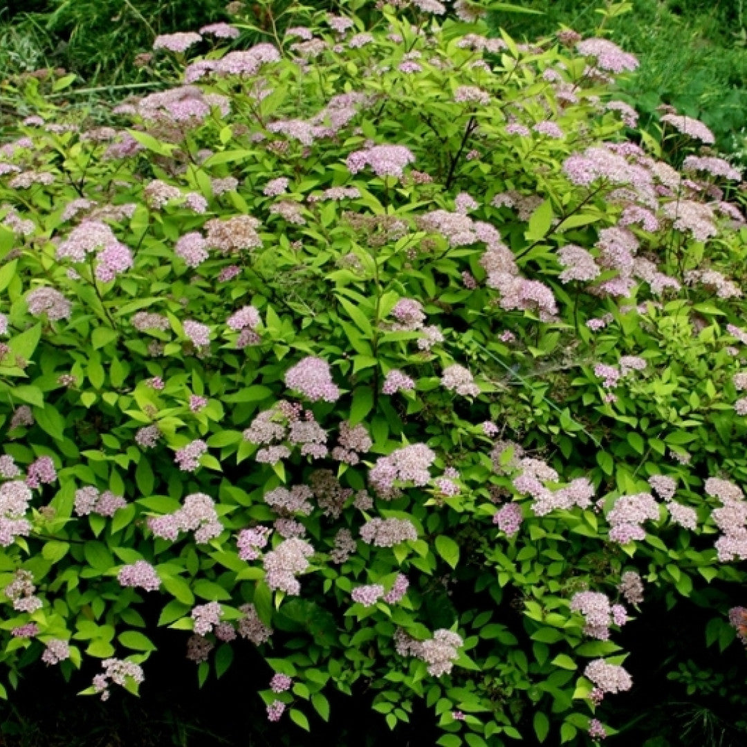 Spiraea japonica 'Golden Princess'