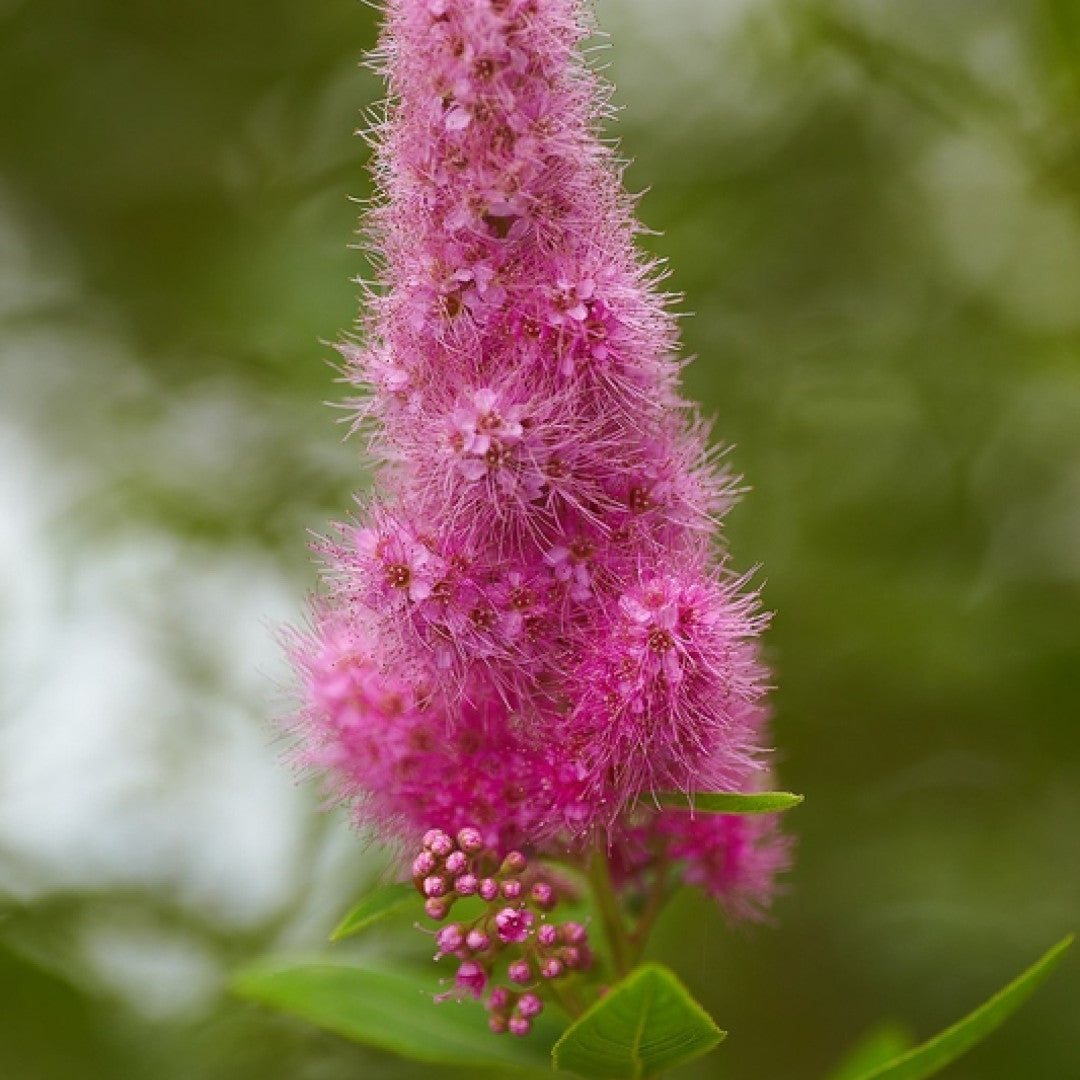 Spiraea billardii