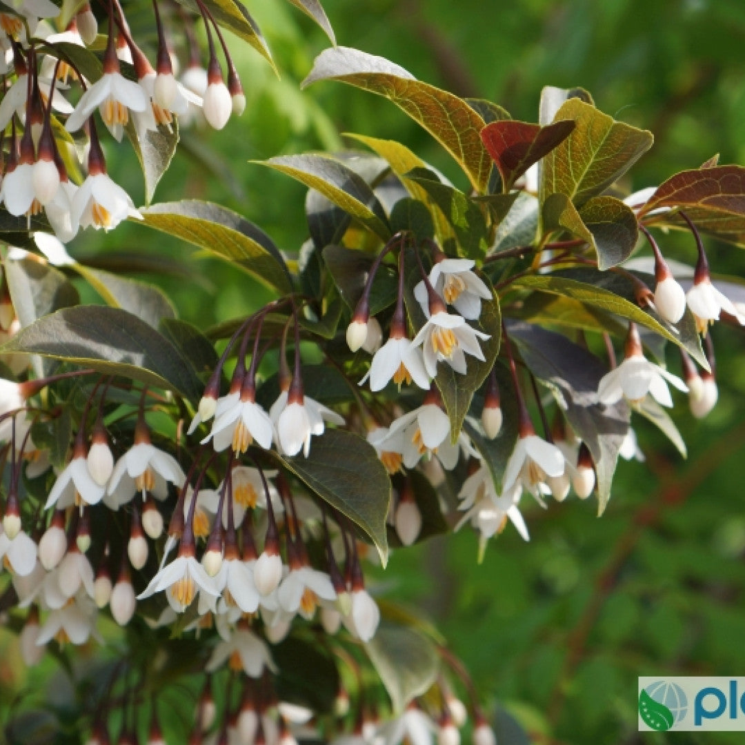 Styrax japonicus 'Evening Light'