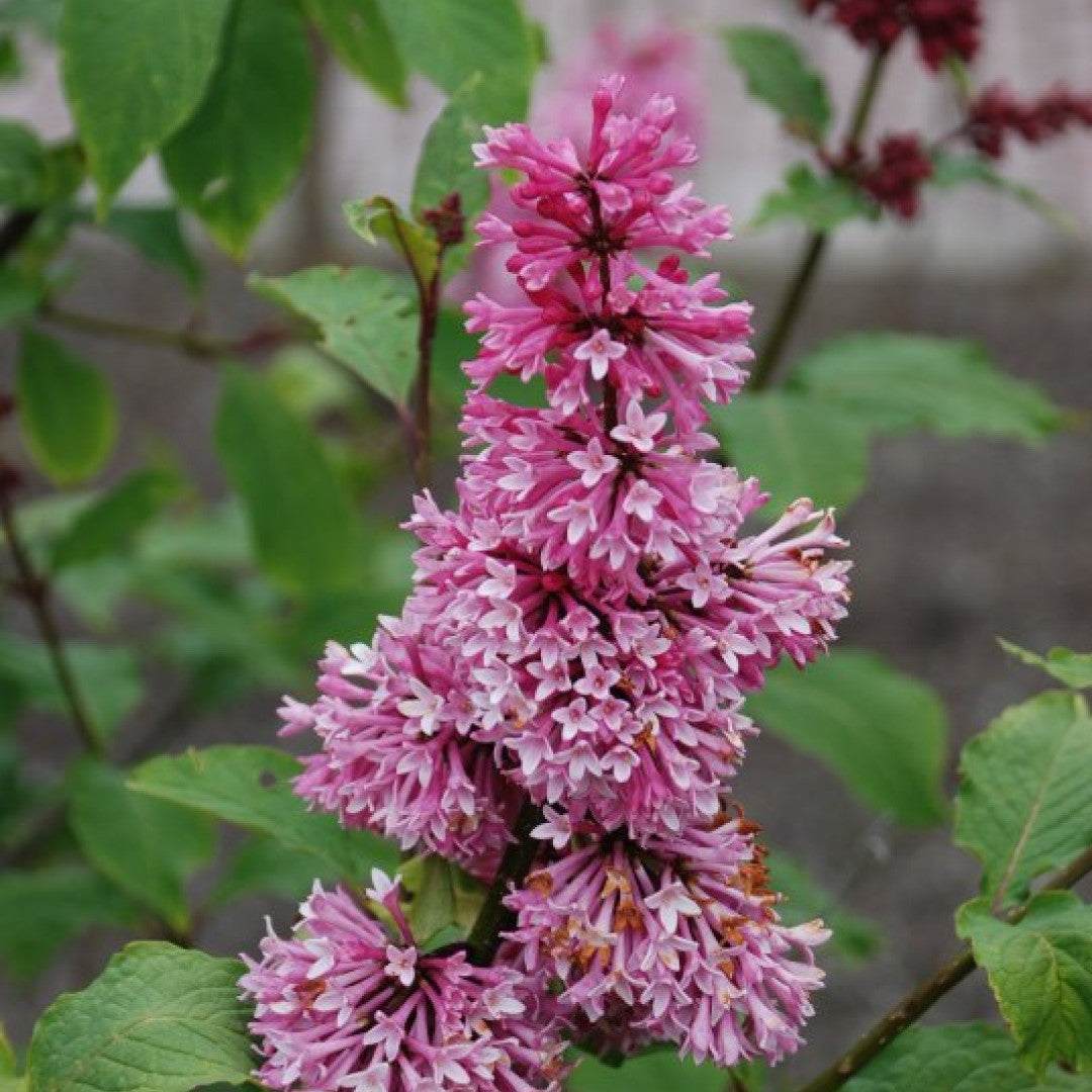 Syringa 'Miss Canada'