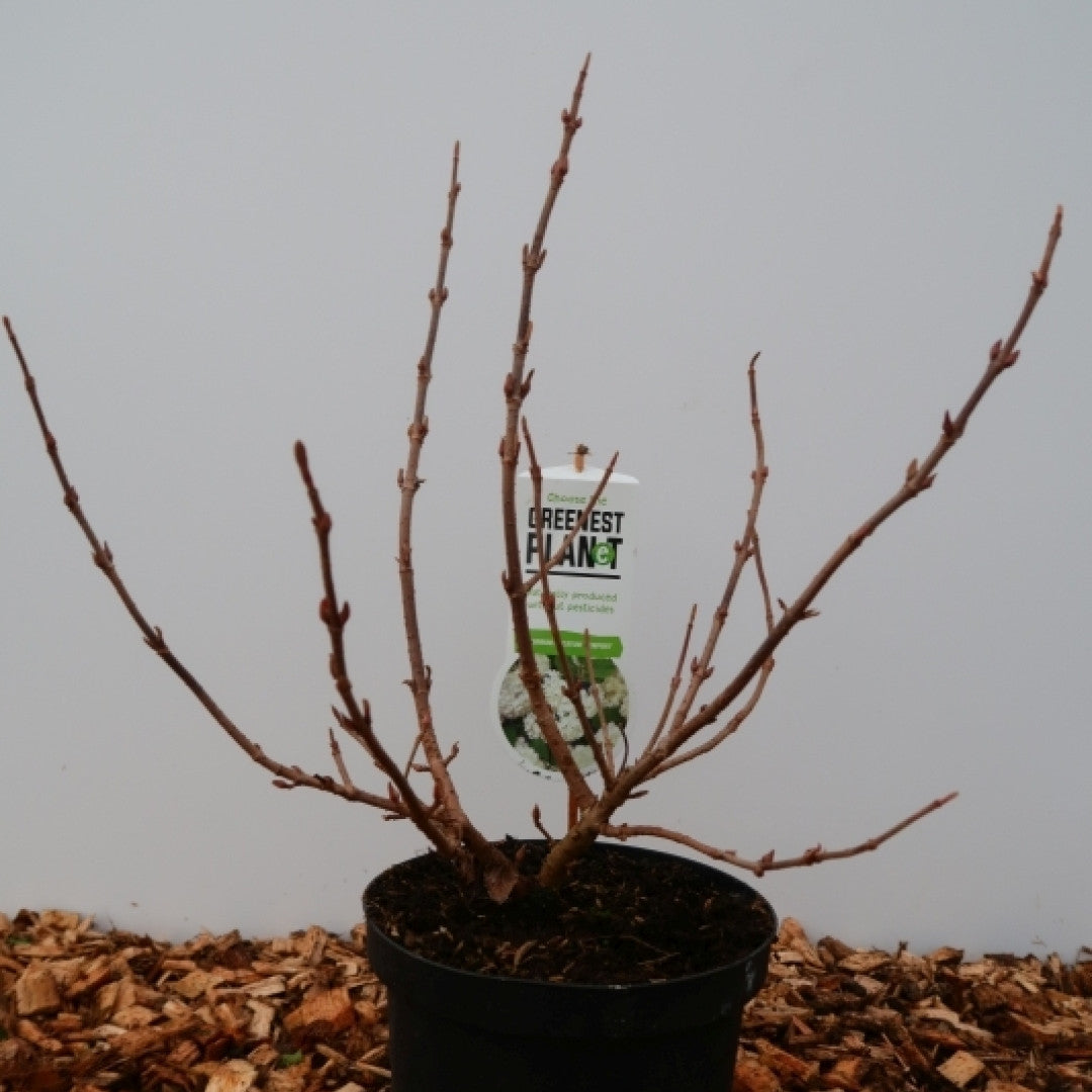 Viburnum plicatum 'Newport'