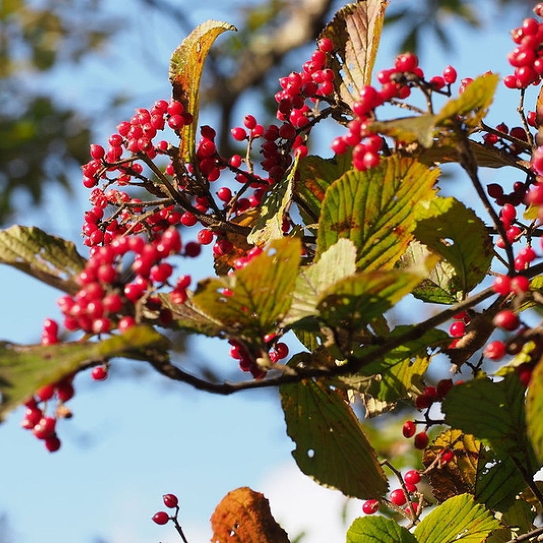 Viburnum plicatum tomentosum