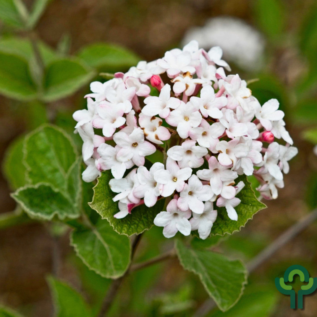 Viburnum carlesii 'Juddii'