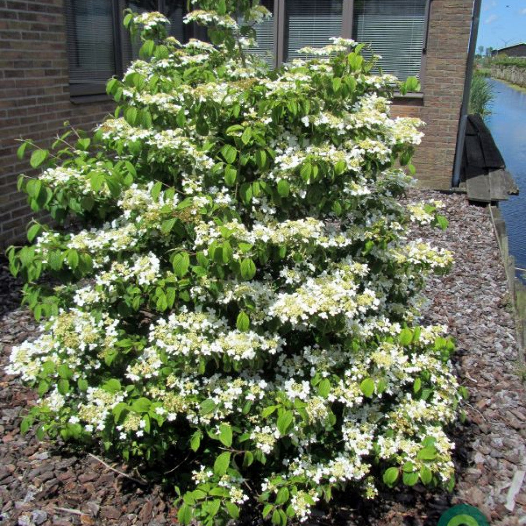 Viburnum plicatum 'Kilimandjaro'
