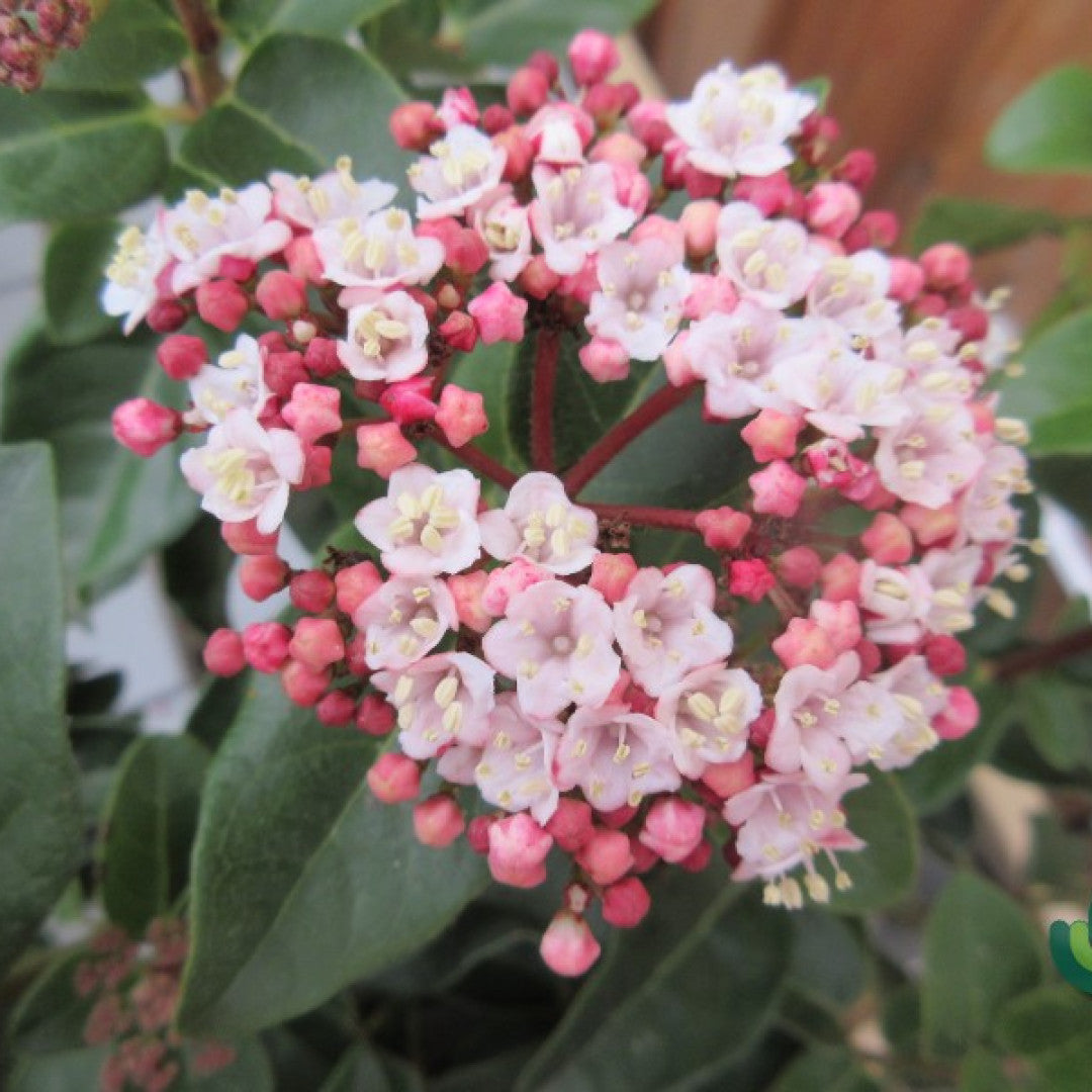 Viburnum tinus Lisarose