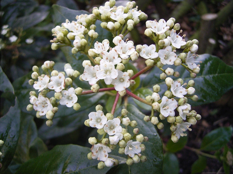 Viburnum tinus 'Gwenllian'