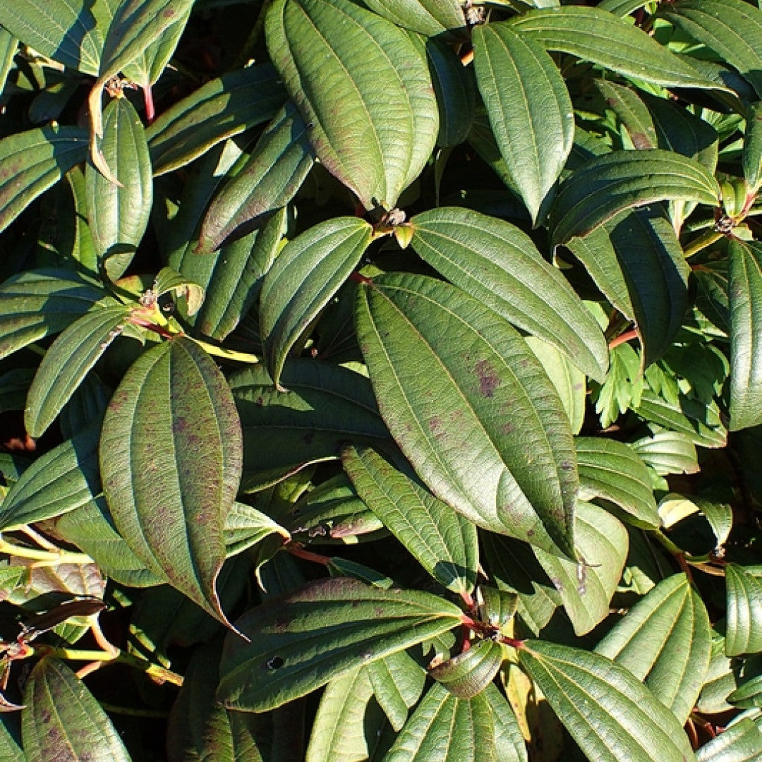 Viburnum davidii