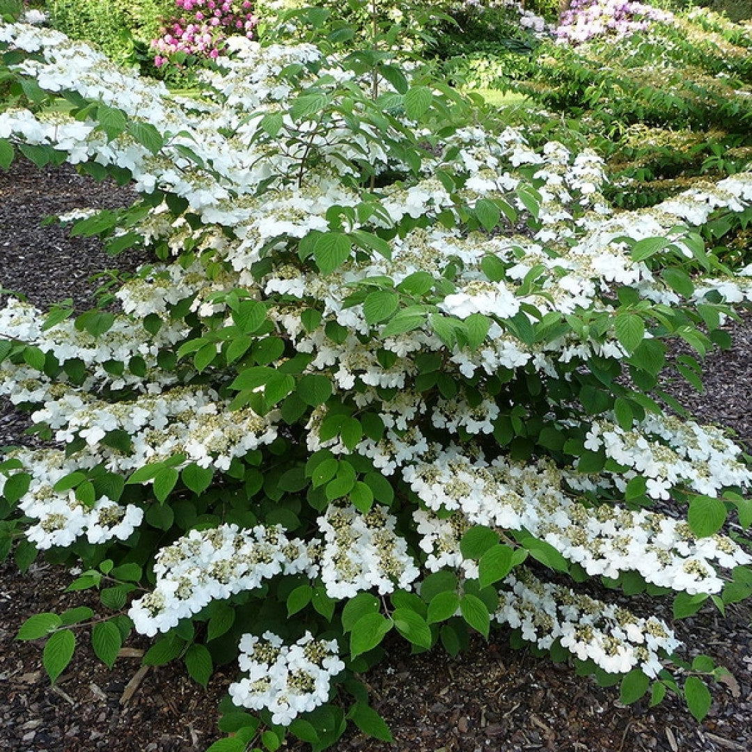 Viburnum plicatum 'Cascade'