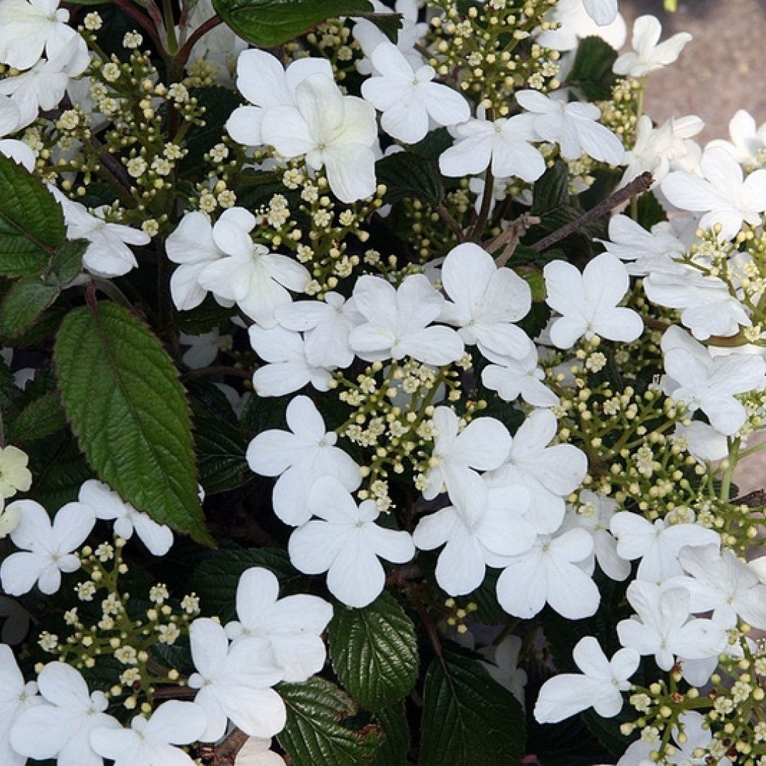 Viburnum plicatum 'Summer Snowflake'