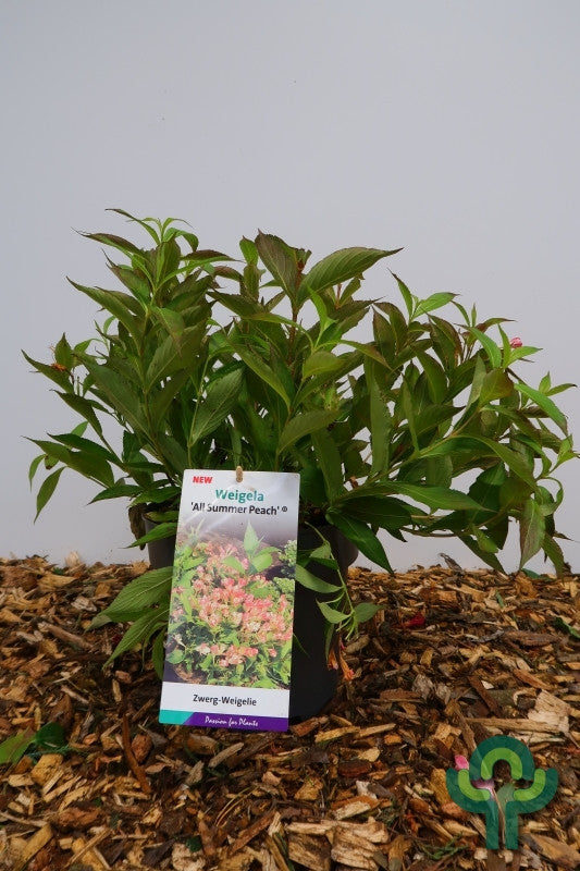 Weigela 'All Summer Peach'
