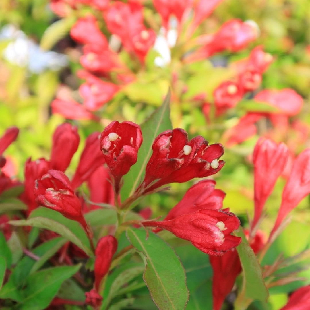 Weigela 'All Summer Red'