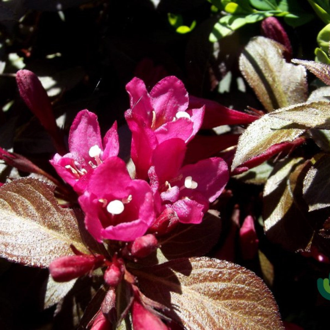 Weigela florida Minor Black